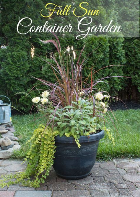 Full Sun Container Garden Mix that will last from early summer through fall, list of plants used included.- The Honeycomb Home Indoor Gardening Supplies, Gemüseanbau In Kübeln, Full Sun Flowers, Small Herb Gardens, Container Gardening Flowers, Garden Idea, Diy Outdoor Decor, Container Gardening Vegetables, Summer Entertaining