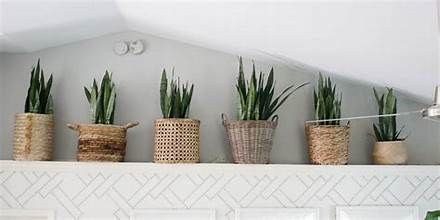 how to decorate plant ledges - Yahoo Image Search Results How To Decorate Ledges In Your Home, What To Do With High Ledges, Ledge Decorating Ideas High, Vaulted Ceiling Shelf Decorating Ideas, Pot Shelf Decorating Ideas High, Above Door Ledge Decor, Planters On Shelves, Large Ledge Decorating Ideas, Plant Ledge Decorating Vaulted Ceilings