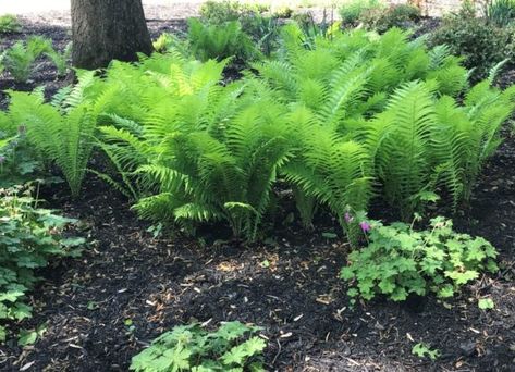 Ostrich Ferns And Hostas, Sweet Fern Plant, Woodland Ferns Garden, Fox Tail Fern Landscape, Fern Varieties, Colorado Landscaping, Shade Loving Perennials, Lawn Alternatives, Ferns Garden