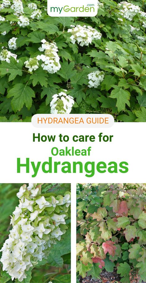 Oakleaf Hydrangeas are named after their leaf shape and bloom nearly all year. This shrub is popular for its long-lasting flowers that emerge in white but then fade to a dull pink. Our Hydrangea guide will teach you what you need to know to care for this timeless shrub. #hydrangea #oakleafhydrangeas #mygardencom #mygarden #oakleafhydrangeacare