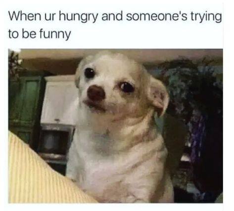 15 of the Most Relatable Memes About Being Hangry Growing Up Black, Mom Memes, Friend Memes, Memes Humor, School Humor, Dog Memes, Friends Funny, Makes Me Laugh, Too Funny