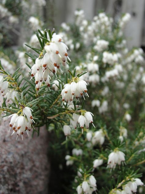 White heather :) Witcher Oc, Dark Haired Men, Scottish Women, Scotland History, Rowan Tree, Family Tree Genealogy, Earth Gift, Christian Romance, Favourite Flowers