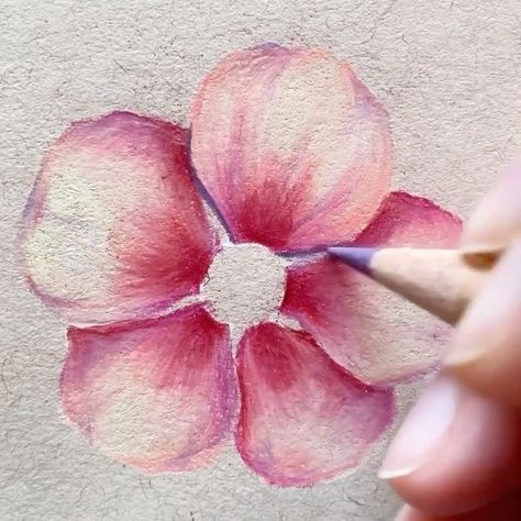 Cherry Blossom Color Pencil, Cherry Blossom Colored Pencil, Cherry Blossom Pencil Drawing, Pencil Color Drawing Flowers, Cherry Cute Drawing, Cherry Flower Drawing, Pencil Colour Drawing Flower, Cherry Blossom Drawing, Artist Pencils