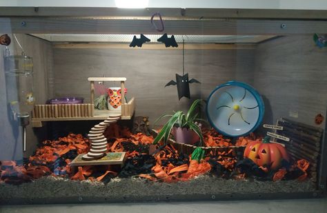 Halloween Hamster Cage Theme, Halloween Hamster Cage, Cool Hamster Cages, Hamster Stuff, Mouse Cage, Hamster Habitat, Hamster Cages, Hamster Cage, Pet Ideas