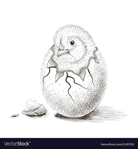 Hatching Drawing, Hatch Drawing, Egg Vector, Hatching Eggs, Bird Eggs, Face Sketch, Free Vector Images, Adobe Illustrator, Sheep