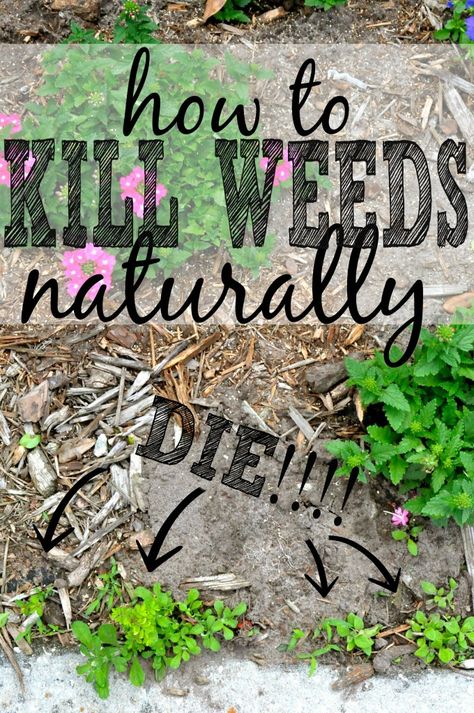 3 Killer Ways to Get Rid of Weeds Naturally #DIY #GARDENING Diy Banners, Kill Weeds, Garden Hacks, Garden Weeds, Backyard Diy, Honey Bees, Yard Work, Garden Tips, Lawn And Garden