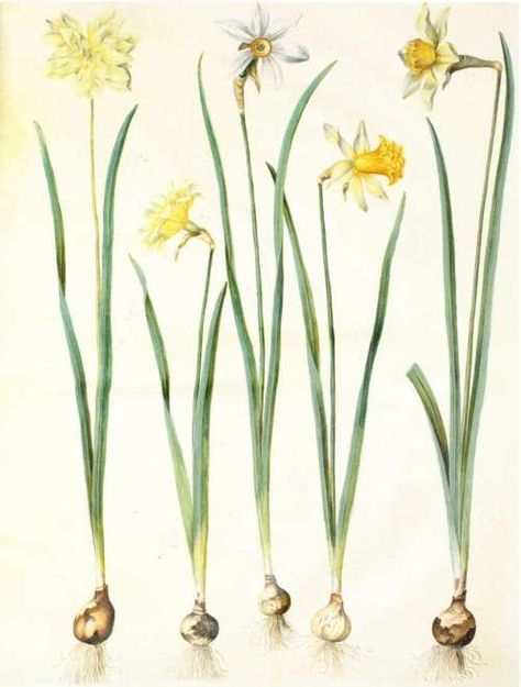 Narcissus pseudonarcissus L.  Gottorfer Codex, (1649-1659) Scientific Drawing, Botanisk Illustration, Narcissus Flower, Botanical Illustration Vintage, Vintage Botanical Prints, Botanical Painting, Scientific Illustration, Plant Illustration, Botanical Drawings