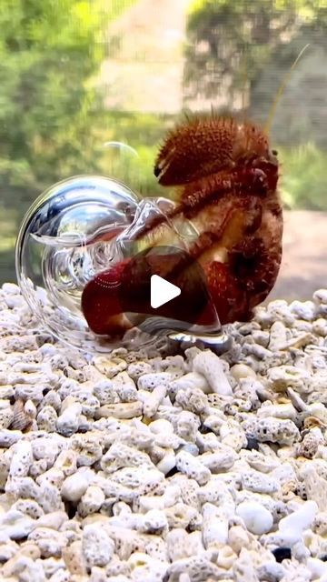 LA Pet Fair on Instagram: "Alien or hermit crab 🐚 you decide! The Aquarium Super Show is going down at the LA Pet Fair on June 29-30! Don’t miss seeing amazing animals and vendors like @fritzaquatics who shared this video 🤙

#aquariumsupershow #reptilesupershow #lapetfair #aquariumshow #fishshow #reptile #fish #crab #hermitcrab #wildlife #nature #learn #orangecounty #losangeles #riverside #pomona #sandiego #socal #southerncalifornia #reels" Crab Video, Hermit Crabs, Hermit Crab, The Aquarium, Wildlife Nature, School Time, Amazing Animals, Beautiful Animals, Animals Beautiful