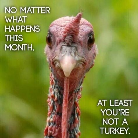 At least you're not a turkey! Happy Thanksgiving Memes, Thanksgiving Meme, Thanksgiving Quotes Funny, Thanksgiving Jokes, November Quotes, Thanksgiving Pictures, Thanksgiving Images, No Matter What Happens, Thanksgiving Quotes