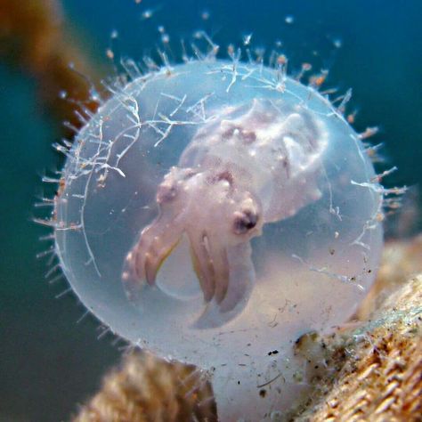 Cuttlefish egg Flamboyant Cuttlefish, Animals Tattoo, Life Under The Sea, Underwater Creatures, Underwater Life, Ocean Creatures, Marine Animals, Ocean Animals, The Egg