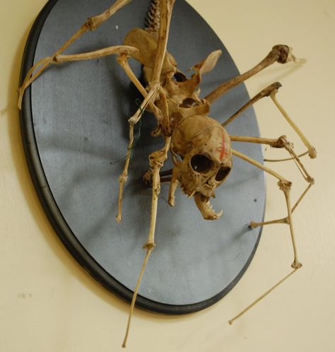 Spider Skeleton, Motion Images, Wet Specimen, Spider Monkey, Creepy Stuff, Taxidermy Art, Bone Crafts, Vulture Culture, Bone Art