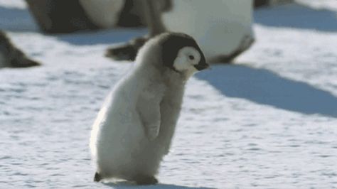 And this bundle of cuteness overload. | Community Post: 20 Penguin GIFs To Put A Smile On Your Face Penguin Awareness Day, Happy Penguin, Running Gif, Baby Penguins, Running Late, Cute Penguins, Cool Pets, Pretty And Cute, 귀여운 동물