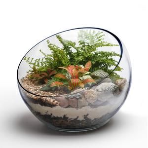 Large glass terrarium