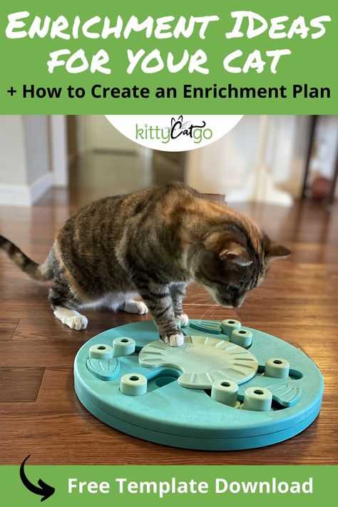 Cat Enrichment, Cool Cat Toys, Cat Entertainment, Modern Cat Tree, Black Cat Tattoos, Cat Exercise, Cat Activity, Enrichment Activities, Achieve Goals