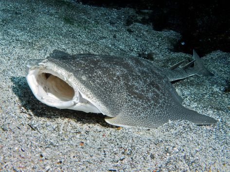 Angel Shark Weird Sharks, Angel Shark, Frilled Shark, Basking Shark, Species Of Sharks, Small Shark, Tiger Shark, Underwater Creatures, Shark Week