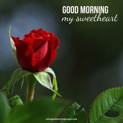 Good Morning Sweetheart with rose Images Good Morning Sweetheart Romantic Couple, Good Morning Sweetheart Romantic, Good Morning Sweetheart Images, Good Morning Sweetheart, Good Morning Rose, Good Morning My Sweetheart, Good Morning Rose Images, Happy Birthday Sister Quotes, Rose Quotes