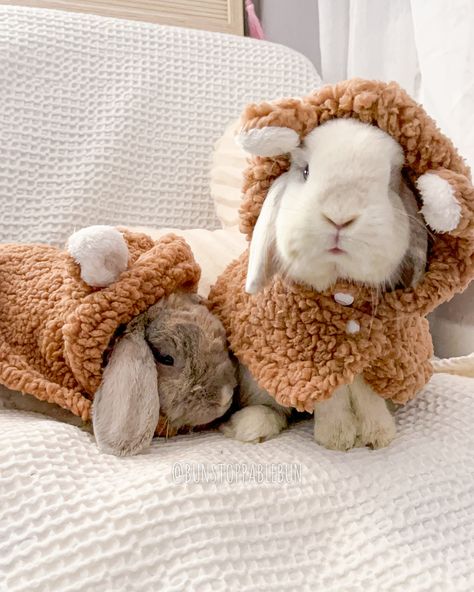 Halloween Costumes For Bunnies, Pet Bunny Accessories, Bunny Accessories Pet, Costumes For Rabbits, Bunny Clothes Pet, Cute Bunny Outfits, Bunny Carrier, Bunny Hacks, Pet Rabbit Clothes