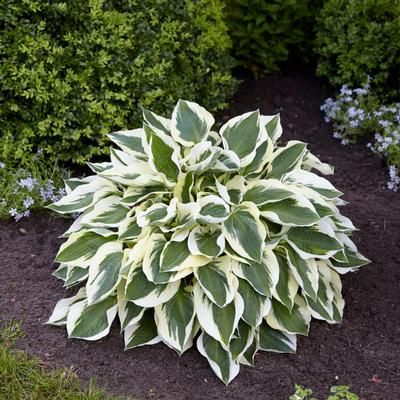 Hosta Plants Hosta Minuteman, Types Of Hostas, Plantain Lily, Longfield Gardens, Hosta Varieties, Shade Loving Perennials, Hosta Plants, Shade Flowers, Garden Bulbs