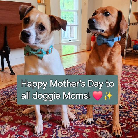 Happy Mother's Day to all the dog Moms of the world. Thank you for choosing to improve the lives of your fur babies! We love you for it! #mothersday #dogmom #doggiemom #furbaby The Dog, Happy Mothers Day, Happy Mothers, Our Love, Dog Mom, Smiley, Fur Babies, Mother’s Day, Mother's Day