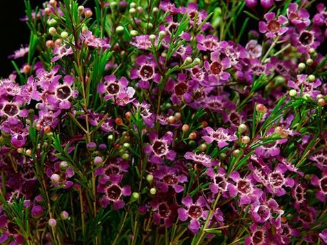 Purple Pride - Waxflower - Flowers and Fillers - Flowers by category | Sierra Flower Finder Purple Pride, Wax Flower, Flower Close Up, Purple Garden, Starting A Garden, Wax Flowers, Dark Wax, Flower Names, Lavender Wedding