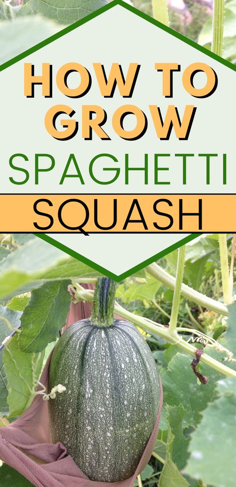 How To Grow Spaghetti Squash, Spaghetti Squash Trellis, Spaghetti Squash Growing, How Long To Bake Spaghetti Squash, Spaghetti Squash Plant, How Long Do You Bake Spaghetti Squash, Squash Trellis, Growing Squash, Squash Plant