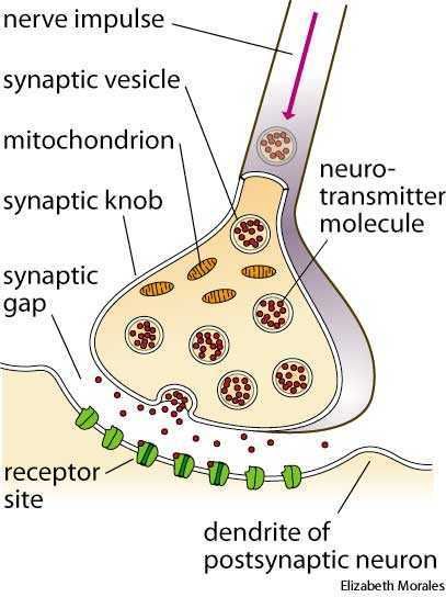 Psychology Diagrams, Synapse Neurons, Muscle Cell, Human Body Vocabulary, Medical Assistant Student, Science Computer, Engineering Books, Scanning Electron Micrograph, Basic Anatomy And Physiology