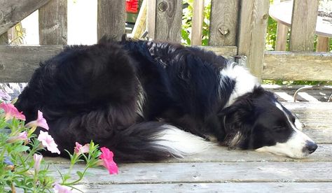 Tired border collie ... sleeping Ziva Border Collie Running, Border Collie Farm Dog, Brown And White Border Collie, Border Collie In Snow, Collie Mix, Border Collie Sleeping, Farm Dogs, Collage Art Mixed Media, Border Collie