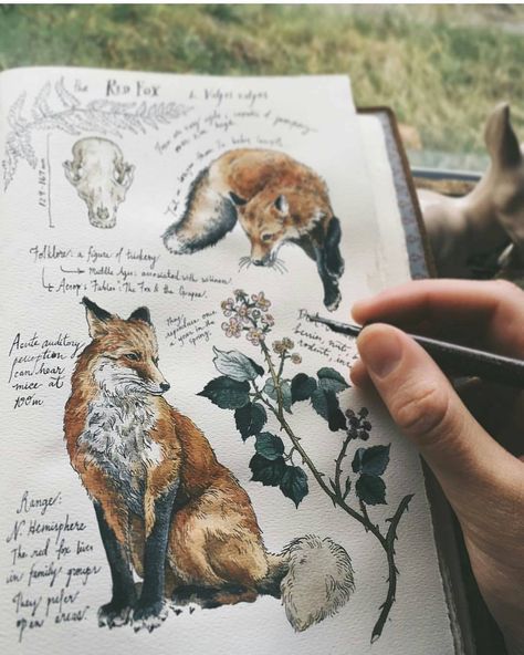 Kunstjournal Inspiration, Art Fox, 수채화 그림, Arte Sketchbook, Art Et Illustration, Fox Art, Sketchbook Journaling, A Pen, Sketchbook Inspiration