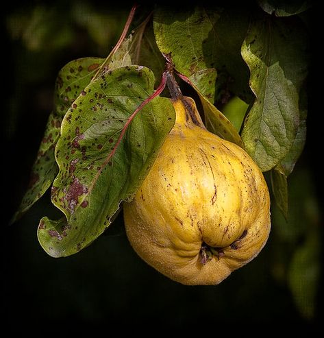 November Quince | Quince photographed on the tree. Quince is… | Flickr Quince Outfits, Quince Fruit, Food Art Photography, Fruits Photos, Still Life Images, Fruit Wallpaper, Fruit Decorations, Fruit Photography, Still Life Photos