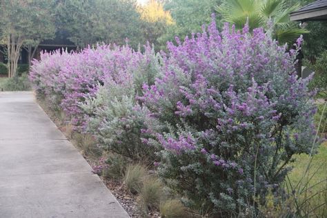 Leucophyllum Frutescens, Spring Landscape Photography, Texas Gardens, Rabbit Resistant Plants, Texas Sage, Plant Palette, Playground Landscaping, Texas Native Plants, Silver Plant