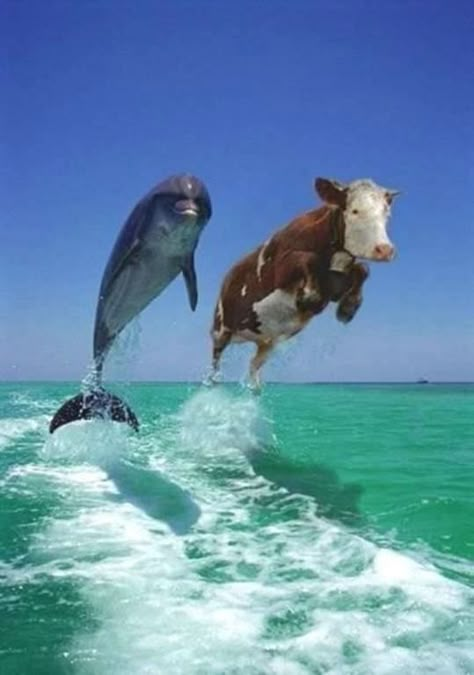 Dolphin Memes, Cow Meme, Cute Dolphins, Cow Wallpaper, Cow Drawing, Fluffy Cows, Cow Pictures, Baby Cow