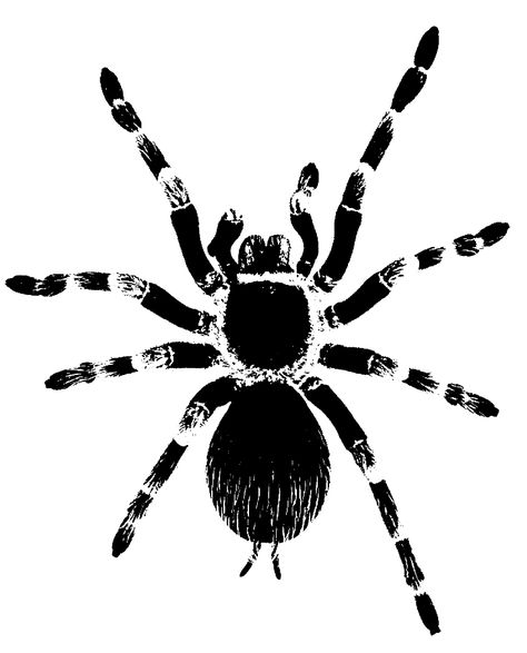 #stencil #stamp #blackandwhite #spider #tarantula Tarantula Reference, Tralanchula Spider, Tarantula Sketch, Spider Linocut, Spider Outline, Tarantula Drawing, Spider Stencil, Tarantula Tattoo, Spider Tattoo Design