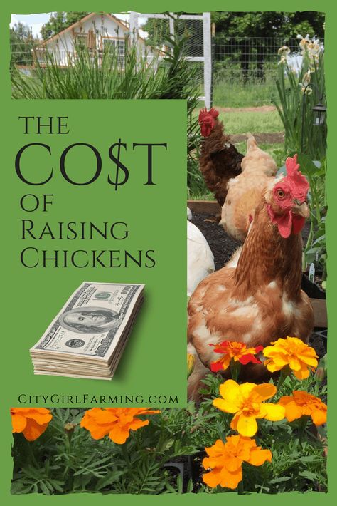 Urban Chicken Farming, Backyard Coop, Raising Farm Animals, Raising Chicks, Types Of Chickens, Large Dog House, Dream Scape, Urban Chickens, Backyard Chicken Farming