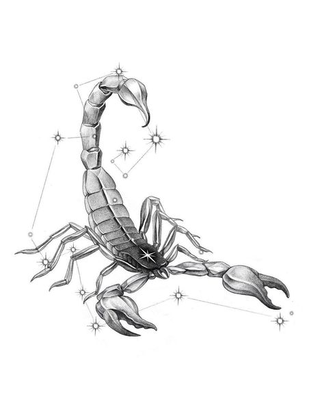 Scorpio Drawing Zodiac, Scorpio Drawing, Scorpion Drawing, Scorpion Tattoo Design, Scorpion Art, Scorpio Constellation Tattoos, Scorpion Design, Scorpio Zodiac Tattoos, Unique Half Sleeve Tattoos