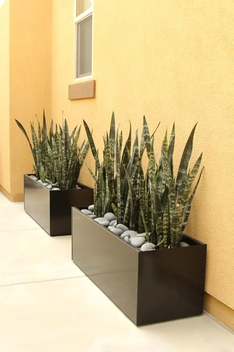 #decoracion #luxuryhouse #luxuryhome #luxurylifestyle #architectureporn #homestyling #house #home #instalike #interior نباتات منزلية, Black Planters, House Plants Decor, Cool Ideas, Decor Minimalist, Snake Plant, Plant Design, Design Case, Front Garden