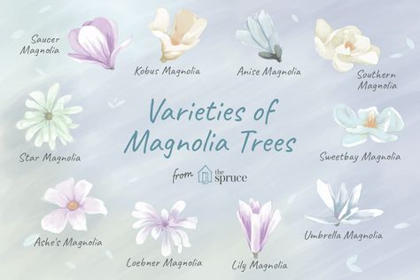 Choosing a magnolia tree or shrub for your yard? Check out these12 different species, including growing tips. Magnolia Tree Tattoo, Magnolia Tree Types, White Magnolia Tree, Saucer Magnolia Tree, Southern Magnolia Tree, Japanese Magnolia, Oregon Life, Southern Magnolia, Magnolia Tree