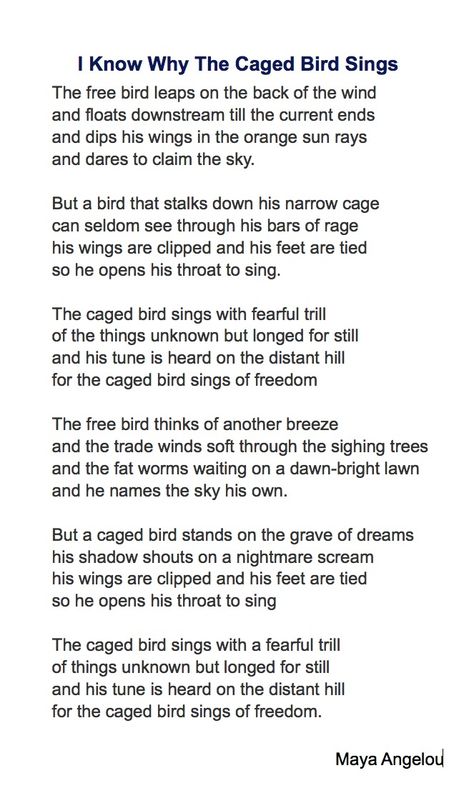 Maya Angelou's poem can take another meaning than the one most people confer on it...  And birds are vertebrates I Know Why The Caged Bird Sings Quotes, Bird Poems Quotes, I Know Why The Caged Bird Sings, Bird Poetry, Maya Angelou Poems, Why The Caged Bird Sings, Caged Bird Sings, The Caged Bird, Favorite Poems