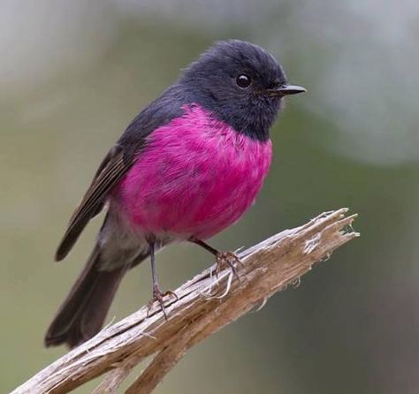 Robin Bird Drawing, Pink Robin Bird, Pink Robin, Bird Drawing, Robin Bird, Tiny Bird, Owl Bird, All Birds, Exotic Birds