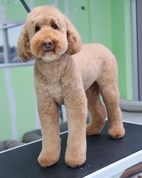 Breed Standard Grooming, Dog Clippers Pet Grooming, F1b Goldendoodle Haircut, Groodle Haircut Styles, Golden Doodle Haircut Styles Teddy Bear, Golden Doodle Grooming Styles, Labradoodle Teddy Bear Cut, Labradoodle Haircut Style, Dog Mohawk