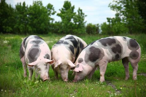 Pig Breeds to Start Raising for the Homestead or Backyard Hereford Pigs, Raising Pigs, Pig Breeds, Wild Pig, Pygmy Goat, Livestock Farming, Dairy Cattle, Rural Living, Pig Farming