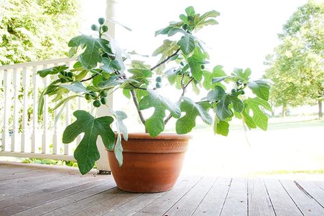 Fignomenal Dwarf Fig Tree Is Perfect for Container Gardening - Horticulture Design Garden Ideas, Fig Plant, Organic Compost, Tree Care, Plant Lighting, Design Garden, Edible Plants, Ideas Garden, Fig Tree