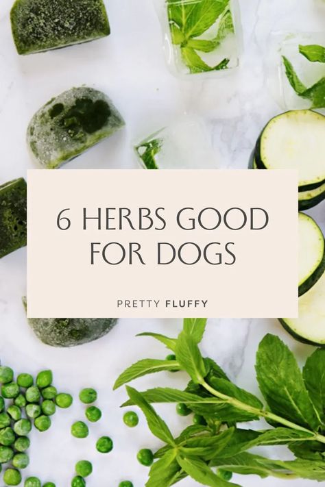 Learn 6 of the best healthy herbs for dogs - how they keep your dog healthy and how to include them safely in your dog's diet. Find great tips and information about your dog’s health and wellbeing at Pretty Fluffy - the ultimate lifestyle destination for dog lovers #livingwithdogs #dogtips #healthydog Healthy Foods For Dogs, Gingerbread Dog Treats Recipe, Herbs For Dogs, Vegetarian Dog Treats, Healthy Dog Biscuits, Easy Herbs To Grow, Fruit Infused Water Recipes, Dog Treats Grain Free, Dog Treats Homemade Recipes