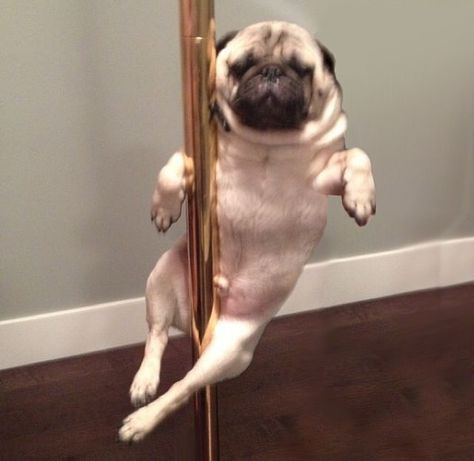 That takes talent Fun Captions, Pole Dance Studio, Husky Lover, Aerial Dance, A Pug, Pole Fitness, Pug Lover, Pug Love, Pole Dance