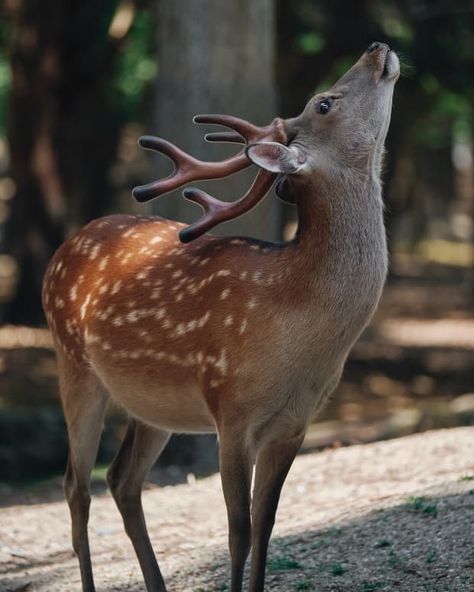 Grass Silhouette, Deer Photography, Deer Photos, Deer Pictures, Brown Deer, Deer Stand, Auguste Rodin, Focus Photography, Brown Horse