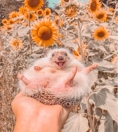 Flowers and Hedgehogs Happy Hedgehog, Hedgehog Pet, Perfect Days, A Hedgehog, Baby Animals Pictures, Cute Hedgehog, Super Cute Animals, Baby Animals Funny