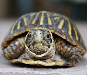 i <3 that face! Desert Box, Box Turtles, Russian Tortoise Diet, Eastern Box Turtle, Russian Tortoise, Tortoise Care, Turtle Time, Box Turtle, Tortoise Turtle