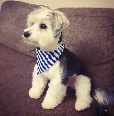 20 Best Morkie Haircuts for Dog Lovers - The Paws Morkie Haircut Hairstyles Teddy Bears, Morkie Haircut Hairstyles, Leo Haircut, Morkie Haircut, Dogs Haircut, Morkie Haircuts, Morkie Puppy, Dog Haircut, Morkie Dogs