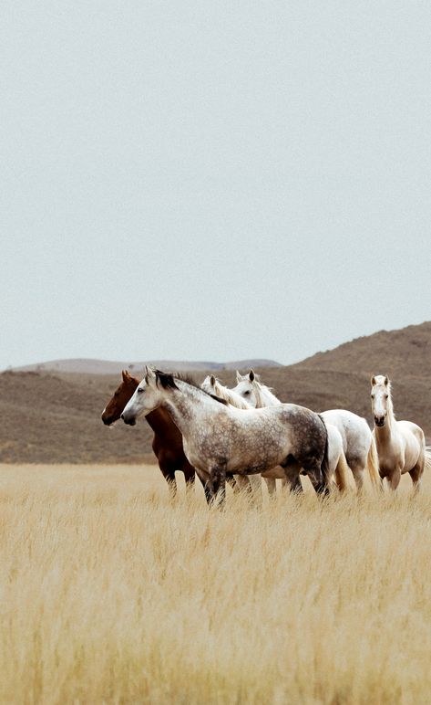 Soft Western Aesthetic, Wild Horse Aesthetic, Western Asthetic Picture, Rodeo Aesthetic, Wyoming Photography, Horses Aesthetic, Tamworth Nsw, Western Pictures, Western Photos