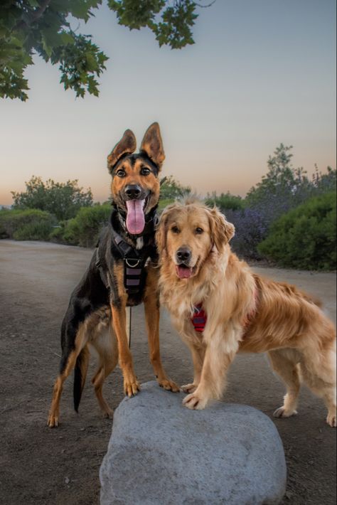 gsd doberman mix and a golden retriever Doberman And Golden Retriever, German Shepherd And Golden Retriever, Doberman Mix, Service Dogs Gear, A Golden Retriever, Dream Aesthetic, Dog Gear, Future Goals, Amazing Animals