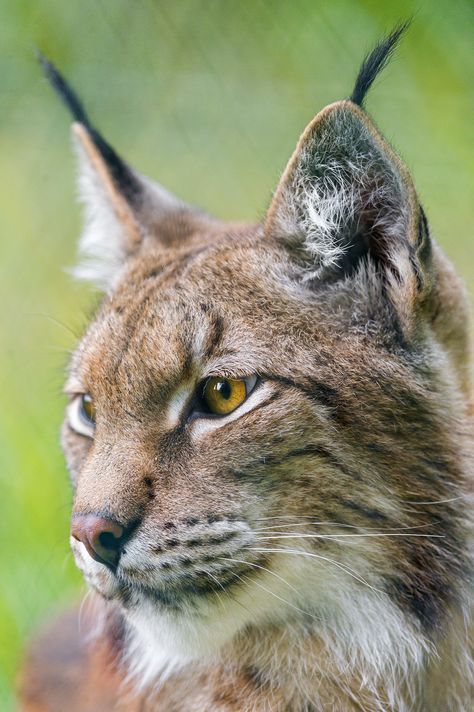 Lynx Lynx, Eurasian Lynx, Gorgeous Animals, Tuxedo Cats, Cat Photos, Creature Drawings, Pet Rats, Endangered Animals, Small Cat